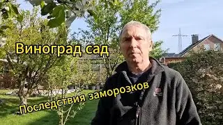 Последствия заморозков  