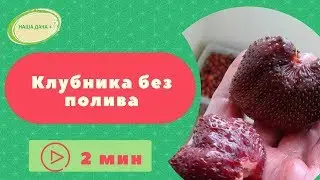 Клубника без полива   Усова Наталья