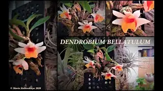 Орхидея DENDROBIUM BELLATULUM  -  описание и основы ухода