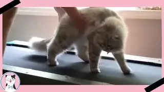 Funny Cats Play On Treadmill Compilation||FUNNY CATS VIDEO