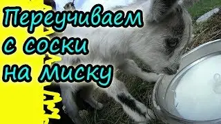 Как приучить козлят пить из миски // Поим козлят молоком // Козлята // Жизнь в деревне!