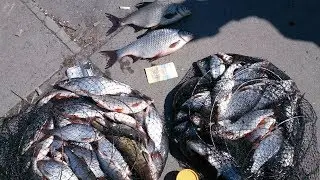 Рыбалка в Киеве на Днепре. Рыбалка на Набережной.