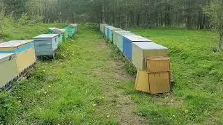 Облёт пчёл после двухнедельных холодов