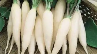 Как посадить редис. Несколько простых правил / Секреты хорошего урожая / Как вырастить крупный редис