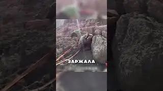 Бедную лошадь зажало между валунами 😱🐎