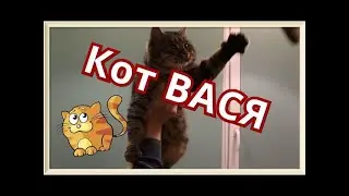 Смешны видео о котах. Кот Вася ждет гостей