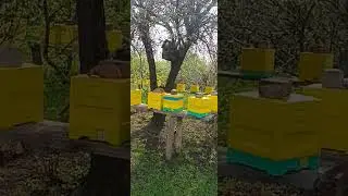 Утро на матковыводной пасеке Случной матковыводной пункт