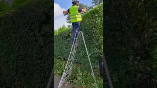 Cutting a high hedge #gardenmaintenance #hedgetrimming #gardening