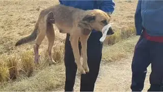 Poor mom dog and her pups who were found injured on the street