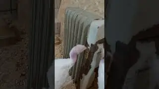 любопытные индюшата