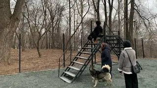 Площадка для собак в городе Ижевске