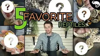 Top 5 Pet Reptiles - Clint's Reptiles