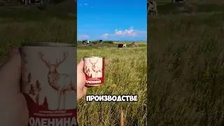 Оленина из светофора.