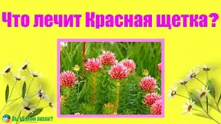 Что лечит Красная щетка?