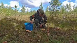 СБОР ГРИБОВ. МНОГО ГРИБОВ. СОБИРАЮ ГРИБОЧКИ В ЛЕСУ