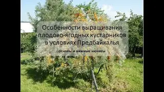 Особенности выращивания плодово-ягодных кустарников в условиях Предбайкалья. Ефимов Игорь