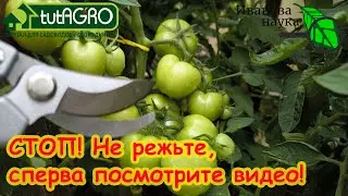 🛑 ОПАСНО!!! ПОЧЕМУ НЕЛЬЗЯ РВАТЬ ЛИСТЬЯ У ТОМАТОВ? НЕ РЕЖЬТЕ, пока не посмотрите это видео!