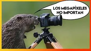 Cosas que no sabías de fotografía y los animales sí 🤯