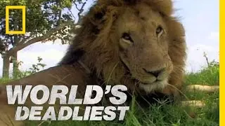 Lion vs. Lion | Worlds Deadliest