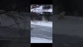 Домашний песец сбежал от хозяйки в Подольске
