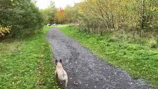 A slow relaxing evening walk through the bushes