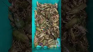 И СНОВА РАКИ ДРУЗЬЯ! И я Опять с Вами!