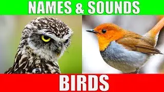 Classification of birds based on their sound patterns using MFCC and SVM classifiers | Matlab