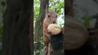 Орешек для белки / A nut for a squirrel