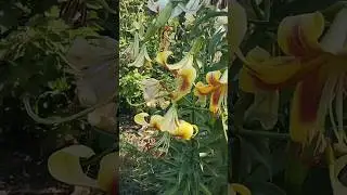 лилии у мамули в цветнике #shortvideo #garden #flowers #цветы #лилия #лето #луковичные