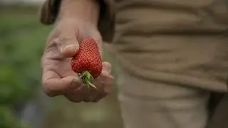 Multigenerational farming (BC Farmers' Market Trail Stories, Abbotsford BC)