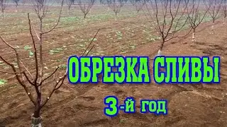 Правильная ОБРЕЗКА СЛИВЫ/ 3-й год после посадки/ опытный участок/pruning plums for the 3rd year