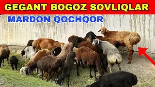 SHERZODBEK DAXSHAT QOCHQOR SOVLIQLAR OLIB KELDI