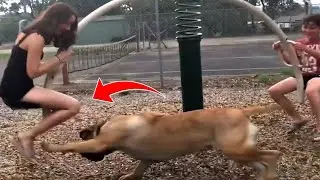 HILARIOUS DOG FAIL (Cheeky Dog Tries To Steal Girls Shoes)