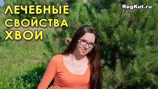 Medicinal properties of needles for human health. The benefits and harms of pine needles