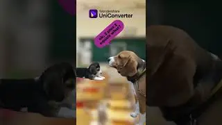 Time to convert speech to text...(funny dog video