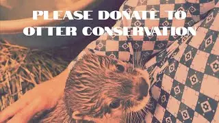 What Is The Conservation Of An Otter?