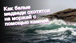 Как белые медведи охотятся на моржей с помощью камней