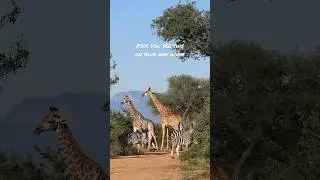 An iconic African scene 