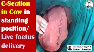 #C-section in a cow in standing position/#delivery of live foetus by CS in a cow