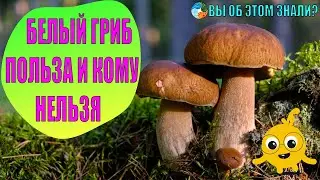 Белый гриб — польза и кому нельзя