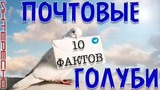 10 интересных фактов о почтовых голубях.