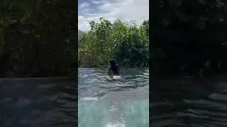 Pemersatu Bangsa Berenang 