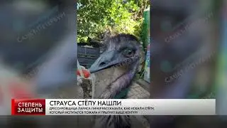 СТРАУСА СТЁПУ НАШЛИ