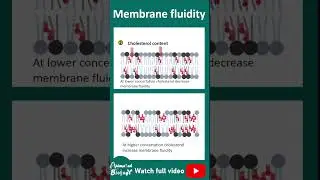 Membrane fluidity | Factors affecting membrane fluidity | 1 minute cell bio