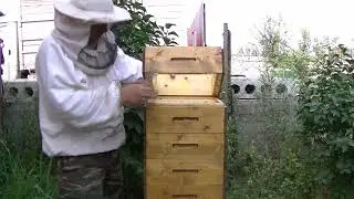 Сотовый мед.