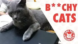 Bitchy Cats | Funny Cat Compilation