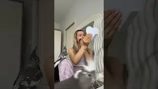 get ready with me & my two cockatiels ( warning: hectic ) #birds #cockatiel #funnypets #shorts
