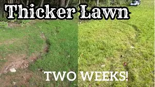 ULTIMATE Guide To OVERSEEDING YOUR LAWN