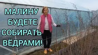 СДЕЛАЙТЕ ЭТО и МАЛИНА ЗАВАЛИТ ВАС УРОЖАЕМ!