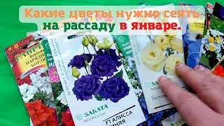 Какие цветы нужно сеять на рассаду в январе.😊🌺